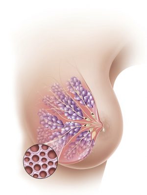 Anatomia mamária na lactação