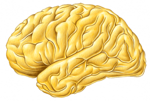 Cérebro
