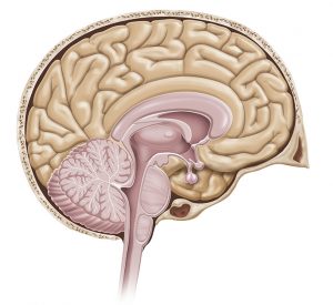 Cérebro