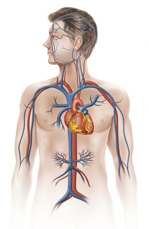 Circulação Sanguínea