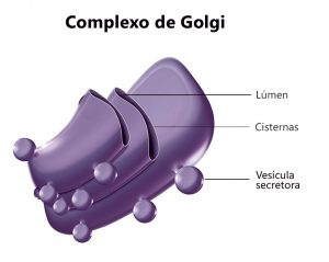 Complexo de Golgi