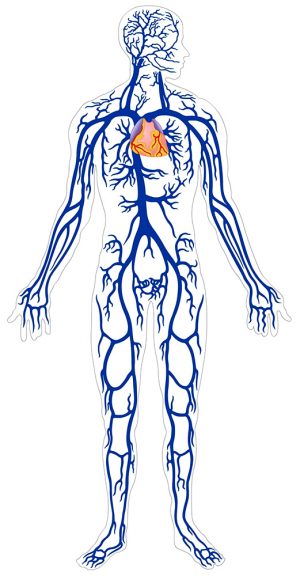 Veias do corpo humano