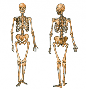 Esqueleto