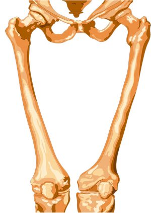 Fêmur