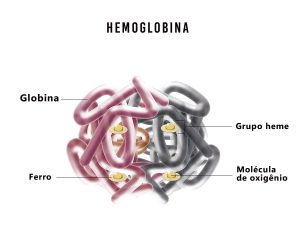 Hemoglobina