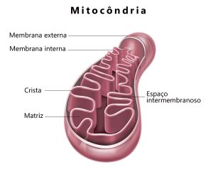 Mitocôndria
