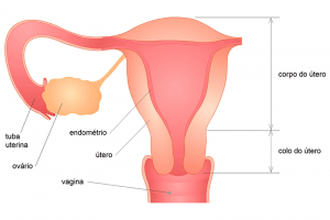 Útero