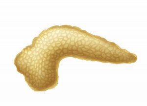 Pâncreas