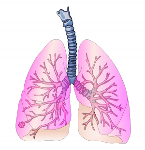 Pulmão