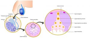 Sistema reprodutor masculino