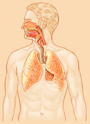 Sistema respiratório