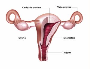 Útero